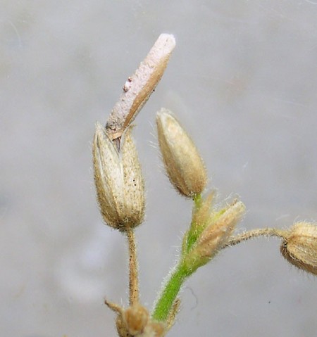 Coleophora striatipennella