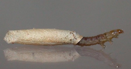 Coleophora striatipennella