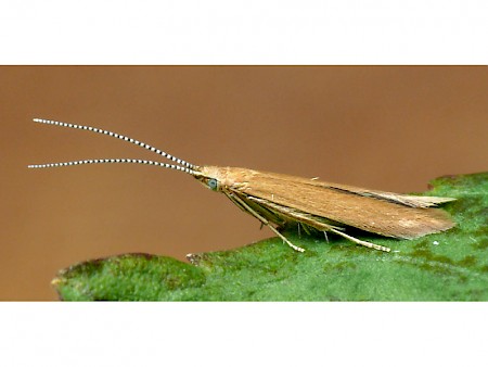 Coleophora solitariella