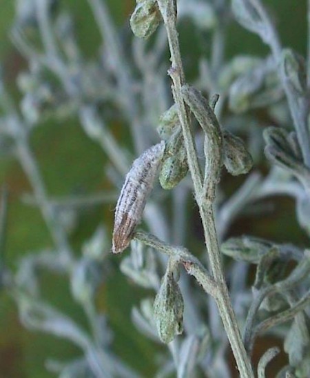 Coleophora albicans