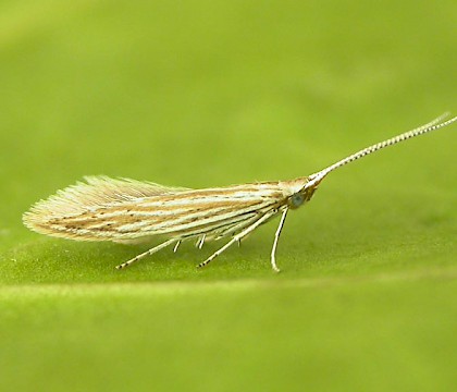 Adult • Reared from yarrow, Flixton, Cheshire • © Ben Smart