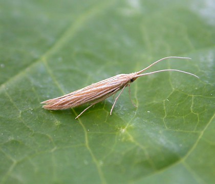 Adult • reared from cases on Pulicaria dysenterica, Pegwell, Kent • © Francis Solly