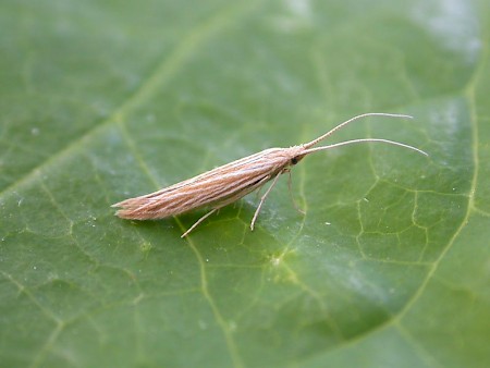 Coleophora follicularis