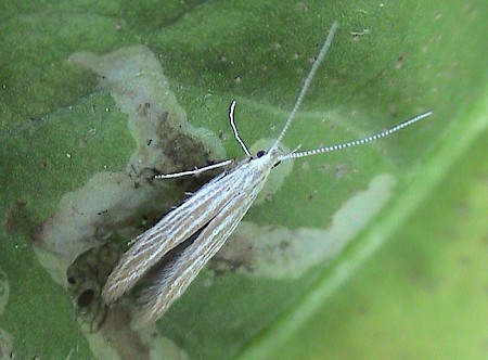 Coleophora follicularis