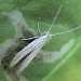 Adult • Reared from larva on hemp agrimony (Eupatorium cannabinum), Branscombe, Devon. • © John Walters