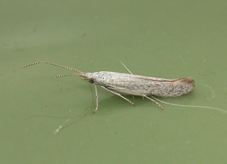 Coleophora adspersella