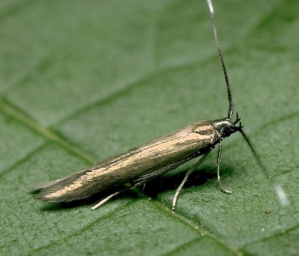 Adult • Upper Dean, Bedfordshire • © Charles Baker