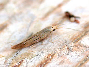 Coleophora clypeiferella