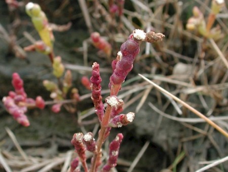 Coleophora salicorniae