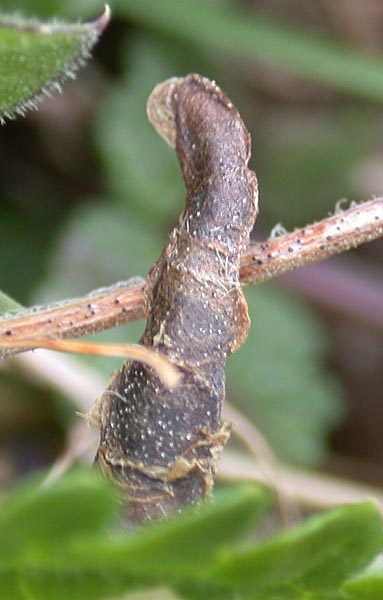 Coleophora wockeella