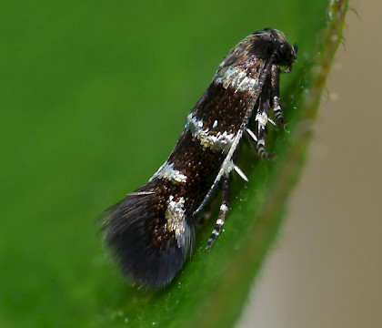 Adult • Windmill Hill, Worcs. Ex. Larva on wild basil • © Oliver Wadsworth