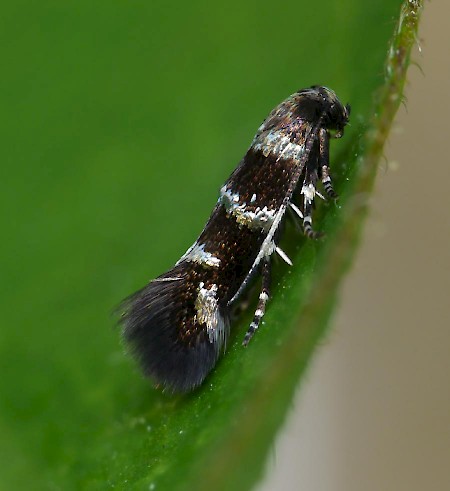 Basil Dwarf Stephensia brunnichella