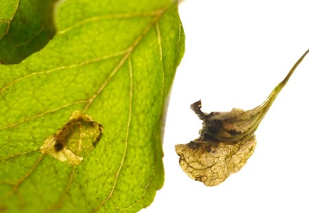 Basil Dwarf Stephensia brunnichella