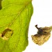 Larval mines • Windmill Hill, Worcs. On wild basil. • © Oliver Wadsworth