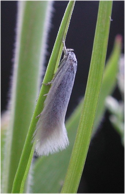 Elachista argentella