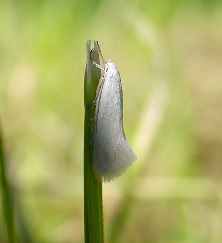 Elachista argentella