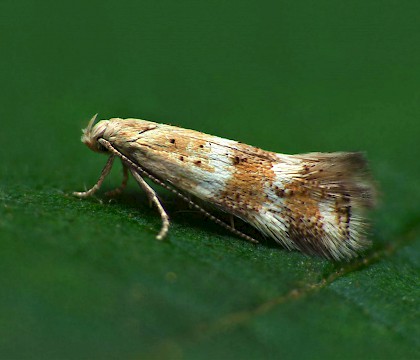 Adult • Rough Bank, Gloucestershire • © Patrick Clement