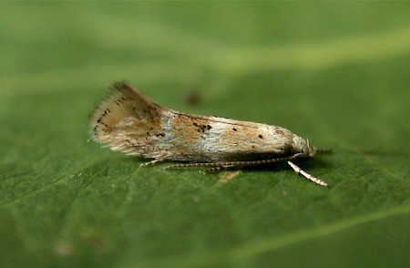 Elachista subocellea