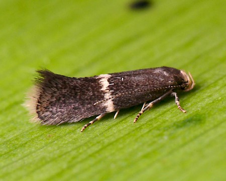 Elachista obliquella