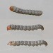 Larva • Aston Rowant, Oxfordshire • © Ben Smart