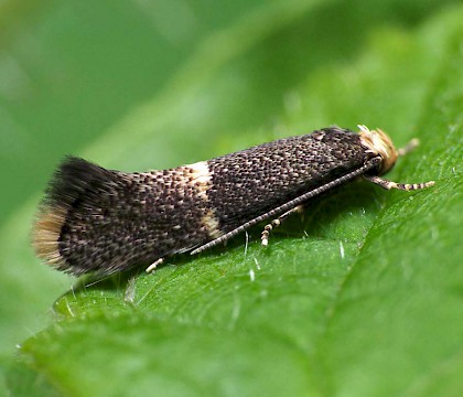 Adult • Uffmoor Wood, Worcestershire. Ex. mine in Deschampsia cespitosa • © Patrick Clement