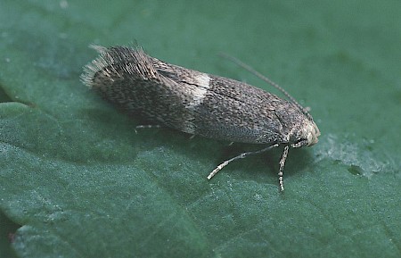 Elachista adscitella