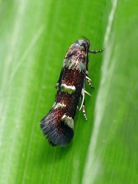 Elachista regificella