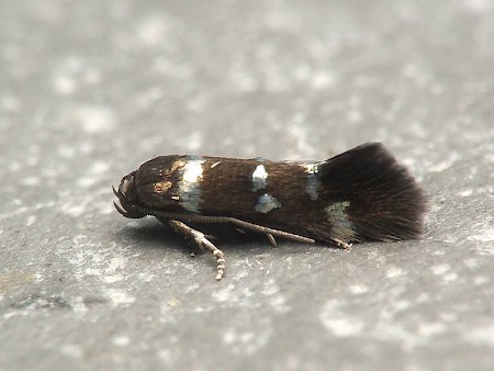 Elachista regificella