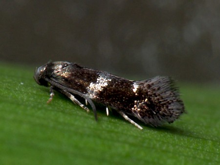 Elachista gleichenella