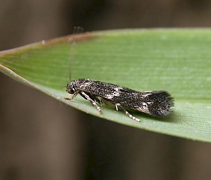 Adult • Copley, Calderdale, reared from mine on G. maxima. • © Charlie Streets