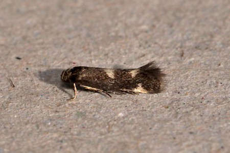 Elachista alpinella