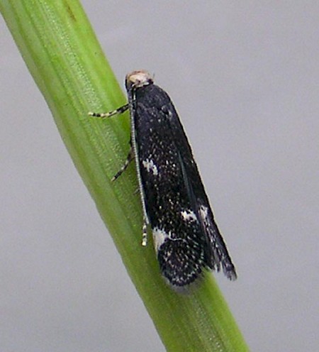 Elachista albifrontella