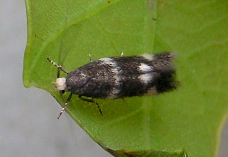 Elachista albifrontella