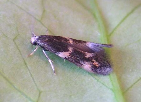 Elachista apicipunctella