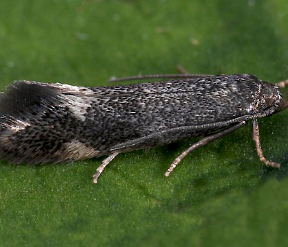 Male • Monkwood, Worcs. • © Oliver Wadsworth