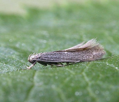 Male • Littleborough, Lancs • © Ian Kimber