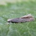 Male • Littleborough, Lancs • © Ian Kimber