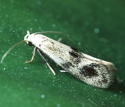 Adult • Cromwell Bottom NR, West Yorkshire • © Ian Kimber