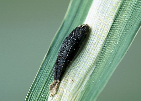 Elachista maculicerusella