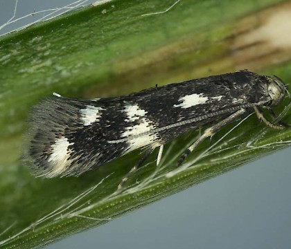 Adult • Mill Mouth, Devon, ex. Larva • © Bob Heckford