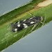 Adult • Mill Mouth, Devon, ex. Larva • © Bob Heckford