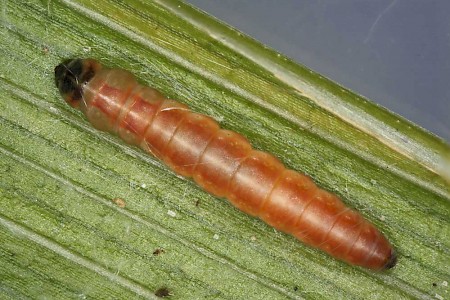 Elachista trapeziella