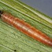 Larva • Mill Mouth, Devon • © Bob Heckford