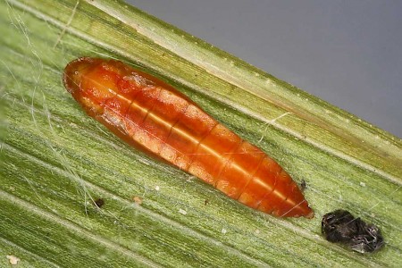 Elachista trapeziella