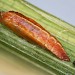 Pupa • Mill Mouth, Devon, ex. Larva • © Bob Heckford