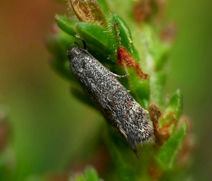 Adult • Chartley Moss, Staffordshire • © Patrick Clement