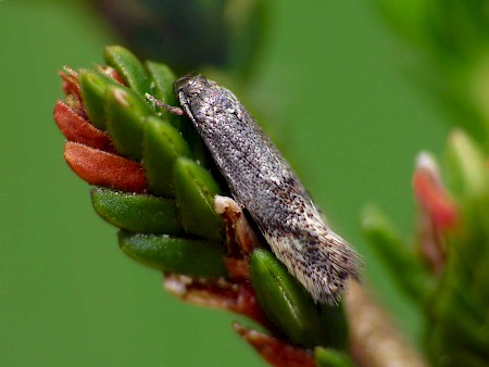 Elachista serricornis