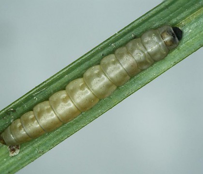 Larva • Nr. Duartmore Burn, West Sutherland • © Bob Heckford