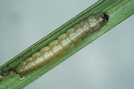 Elachista eleochariella