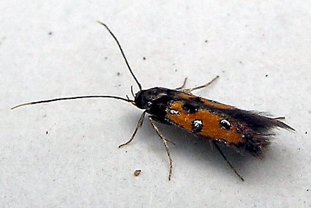 Chrysoclista linneella